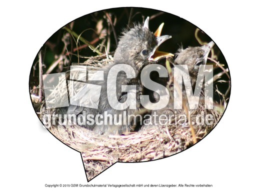 Faltform-Amsel 5.pdf